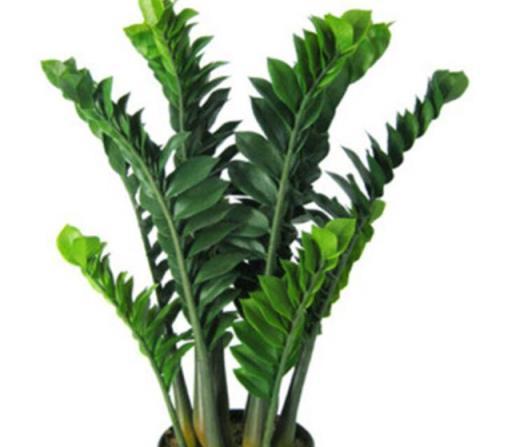 冬季常見耐寒植物養護，綠葉根壯，輕鬆過冬