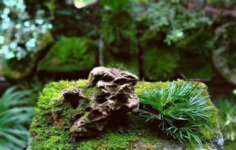 路邊挖的野草，種盆裡變成值錢盆景，養不死還好看