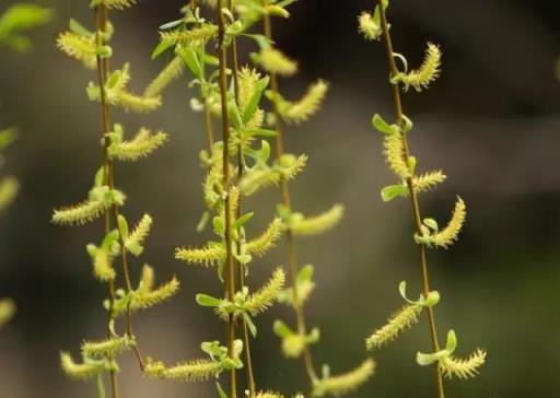 「彼岸花」並非只有曼珠沙華，這些植物也花葉不相見