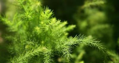 冬天室內養這幾種花，吸附細菌家人少生病，顏值高又好養