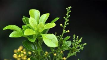 每天送你一朵花，（十八）米蘭花，讓你的房間香氣滿屋