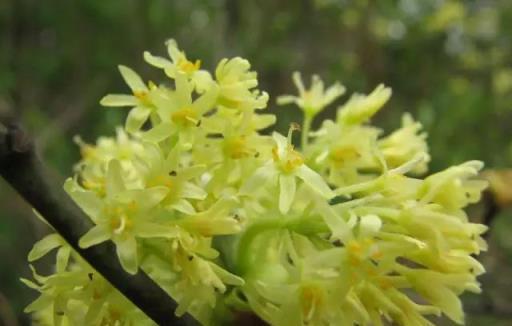 「彼岸花」並非只有曼珠沙華，這些植物也花葉不相見