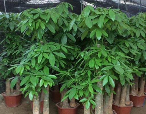 冬季常見耐寒植物養護，綠葉根壯，輕鬆過冬