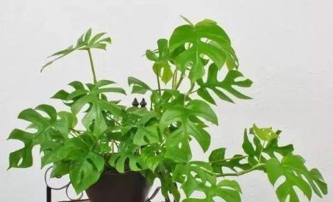 陰暗客廳角落的理想綠植選擇，5款耐陰易養護的植物
