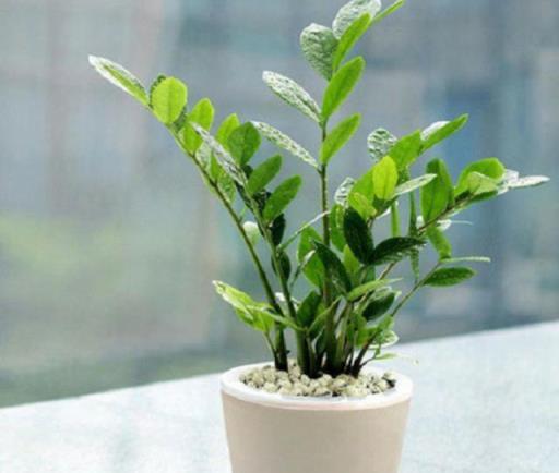 冬季常見耐寒植物養護，綠葉根壯，輕鬆過冬