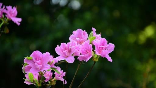 冬季杜鵑花養護技巧，告別黃葉爛根，讓花朵綻放寒冬