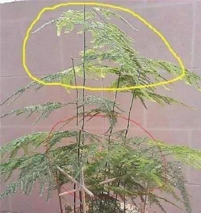 發財樹與文竹的修剪藝術,促進新葉生長,提升綠色顏值