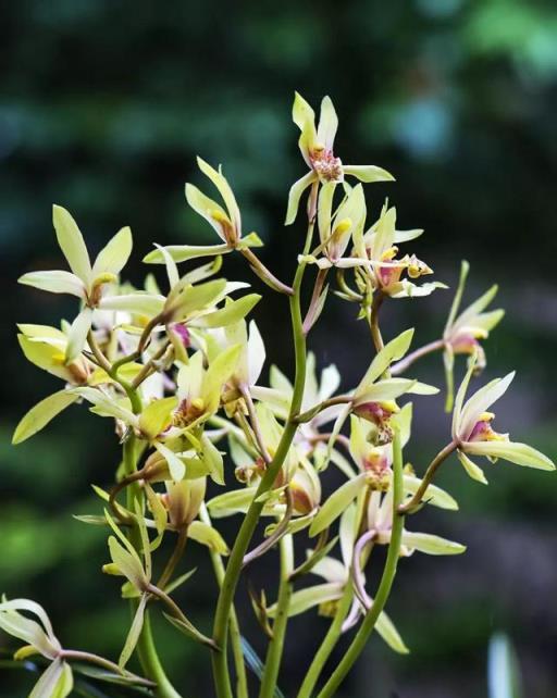 絕非奢望：陽臺養蘭花，光照還能改