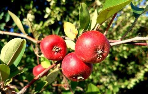 菊花養生好食材，跟下面的食材很「合拍」，經常食用養生好方法