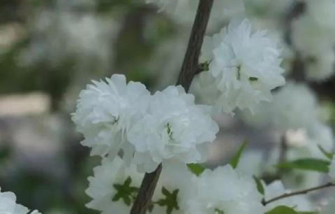 「彼岸花」並非只有曼珠沙華，這些植物也花葉不相見