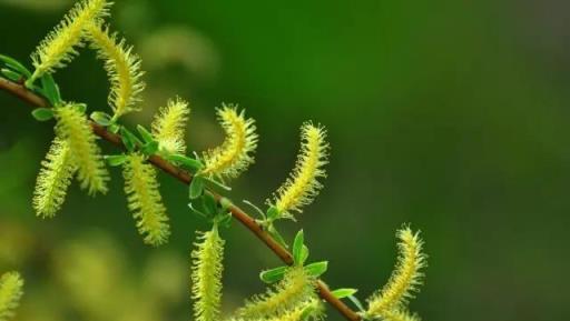 「彼岸花」並非只有曼珠沙華，這些植物也花葉不相見