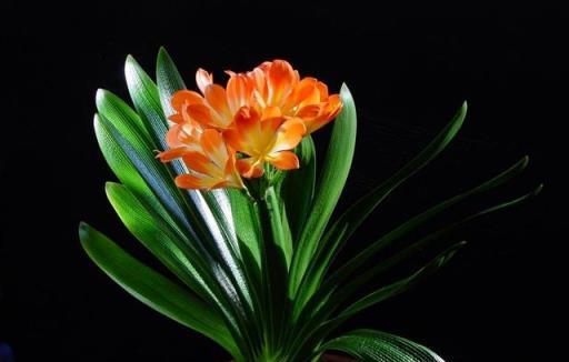 君子蘭不知什麼原因不開花，可能是因為這幾種原因造成的