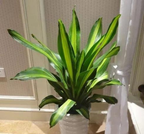 陰暗客廳角落的理想綠植選擇，5款耐陰易養護的植物