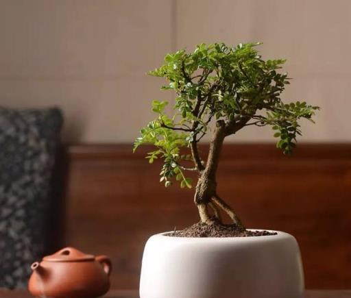 衛生間有異味？養幾盆「香味植物」，除味效果棒，好看又好養