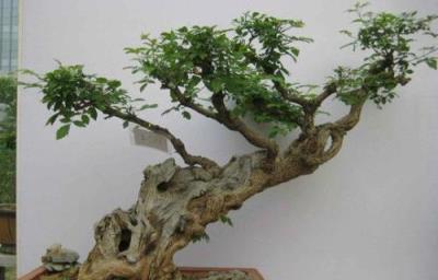 這3種沒人理睬的樹樁，挖回家當寶貝養起來，值錢價值高-imomo植物識別