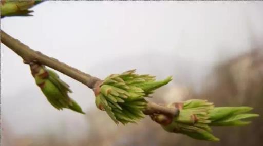 「彼岸花」並非只有曼珠沙華，這些植物也花葉不相見