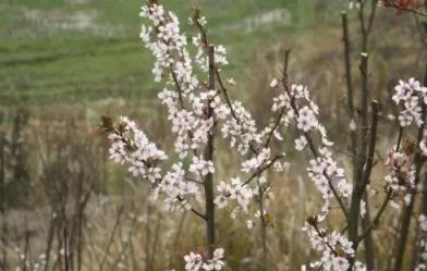 「彼岸花」並非只有曼珠沙華，這些植物也花葉不相見