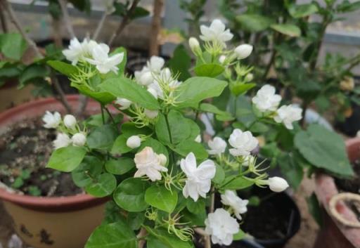 冬季養茉莉花，滿足它的「小要求」，照樣生長開花，滿屋飄香