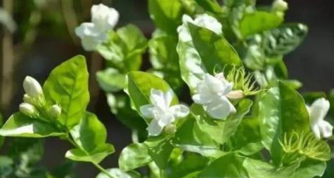 冬季養護茉莉花，「技巧」掌控好，整個冬季有花看，養護更輕鬆