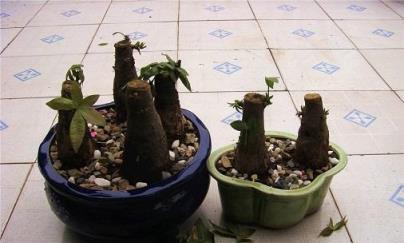 發財樹與文竹的修剪藝術,促進新葉生長,提升綠色顏值