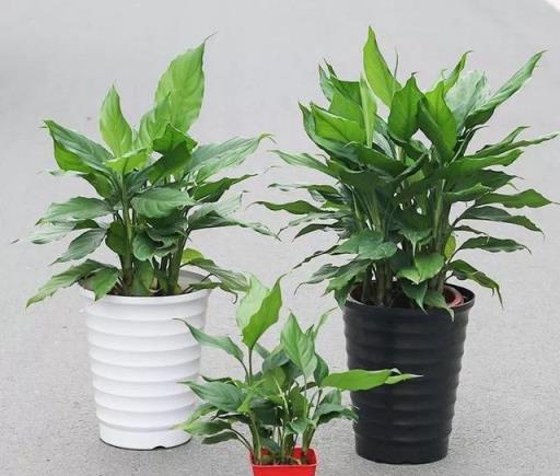 陰暗客廳角落的理想綠植選擇，5款耐陰易養護的植物