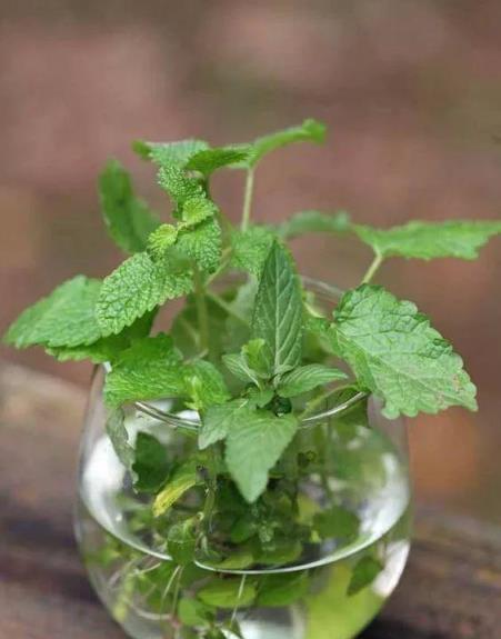 這幾種植物千萬別在臥室養，有毒還傷身