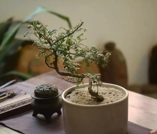 衛生間有異味？養幾盆「香味植物」，除味效果棒，好看又好養