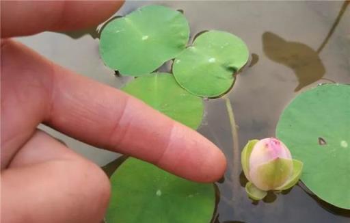 推薦6種水培植物，懶人也能輕鬆養好