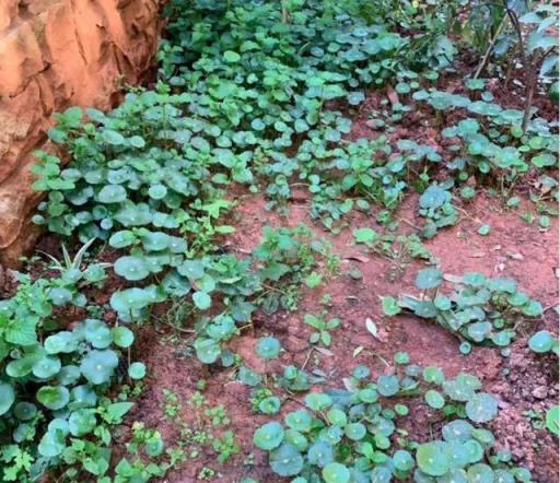 兩種易成'入侵者'的家養花卉，警惕與管理指南