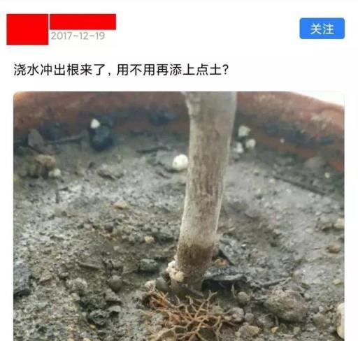 瞭解室內植物澆水準則，讓你的盆栽生長無憂