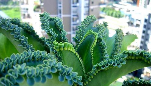 兩種易成'入侵者'的家養花卉，警惕與管理指南