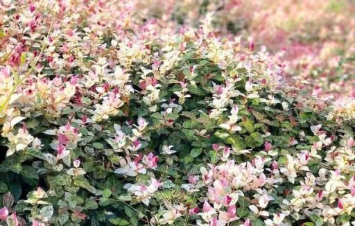 花葉絡石，色彩斑斕比花美，藤蔓植物中的「多肉」，神奇魔法師