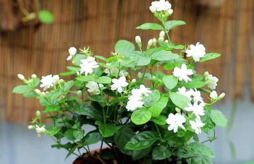 開春養這「3種花」，澆水時加點「醋」，根壯葉綠，越養越茂盛