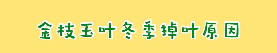 金枝玉葉冬季掉成＂光桿司令＂？注意這4點，冬季再也不用擔心！