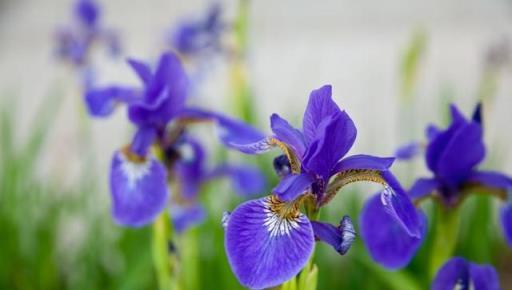 鳶尾花，難養？這些方面你可能沒做好，這樣做，鳶尾花又大又豔