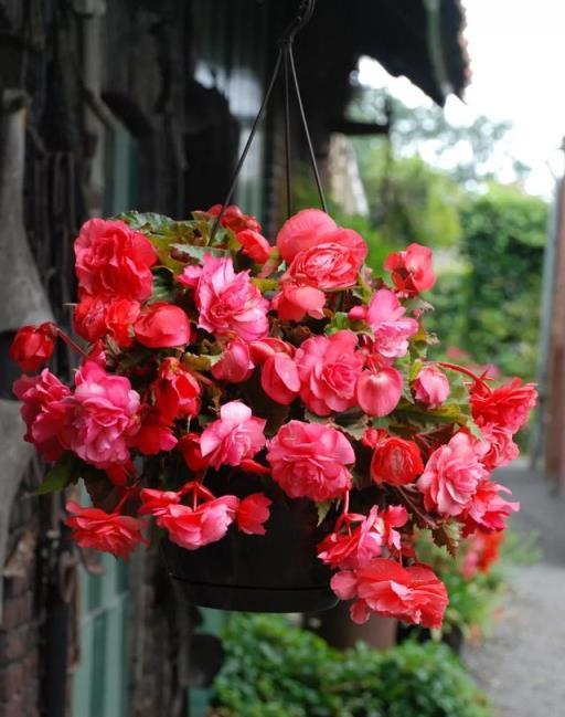 「窈窕淑女」球根海棠，花開勝似茶花、牡丹，手把手教你上盆栽種