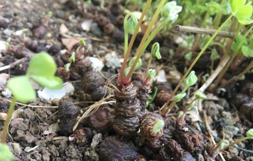 路邊撿回1棵「三葉草」，種花盆裡大變樣，開花爆盆，長成老樁