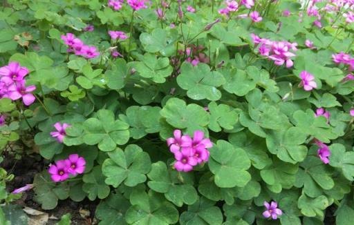 路邊撿回1棵「三葉草」，種花盆裡大變樣，開花爆盆，長成老樁