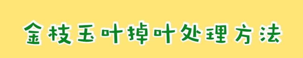 金枝玉葉冬季掉成＂光桿司令＂？注意這4點，冬季再也不用擔心！