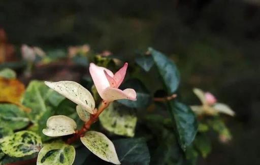 花葉絡石，色彩斑斕比花美，藤蔓植物中的「多肉」，神奇魔法師