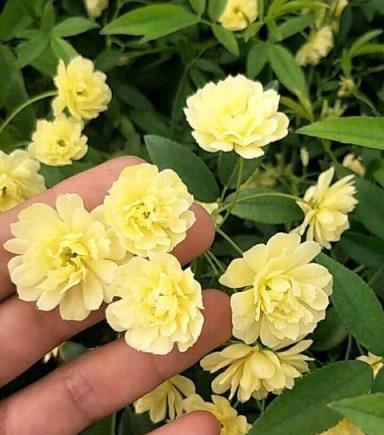 家裡有小院？種這3種花，爬出八米大「花牆」，美上天際