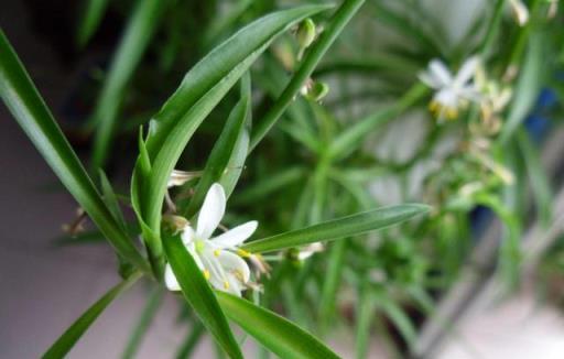 這3種花過了冬天立馬修剪，立春後呼呼長新芽，還能再開一茬