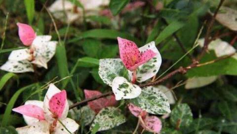 花葉絡石，色彩斑斕比花美，藤蔓植物中的「多肉」，神奇魔法師