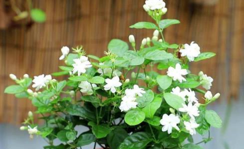 盆栽茉莉花，四季只需1種「肥」，枝葉繁茂，花開爆盆，香味十足