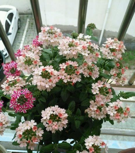 別辜負春天，這4種花卉現在種植起來？6月份花開滿園、香氣逼人