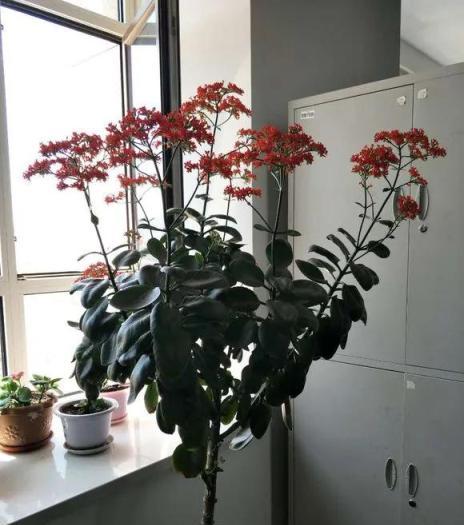 長壽花3年長成樹，花開一大片，原來是這樣養出來的