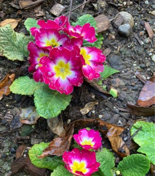 今年開始流行這15種花，好養又好看，一養就上癮