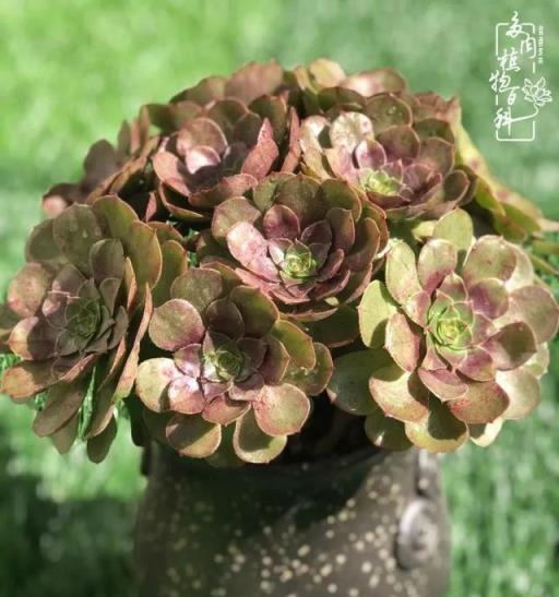 獨醉法師，多肉世界裡的華麗轉變與霸氣風采-imomo植物識別