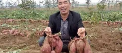 提升紅薯產量，五種科學栽插技巧