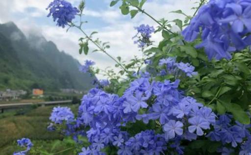 家裡有空間就養這幾種爬藤植物，花量大花期長，陽臺庭院都適合